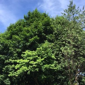 Meet your Posher, Ruth